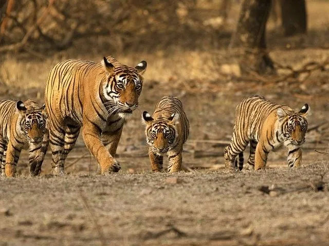 A tigress walking with her three cubs in a dry forest setting.