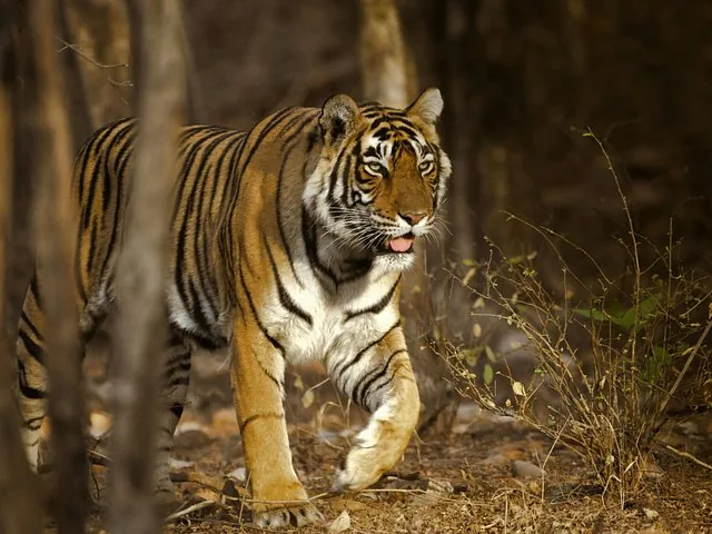 A wild tiger walks through the dry forest landscape of Ranthambore.