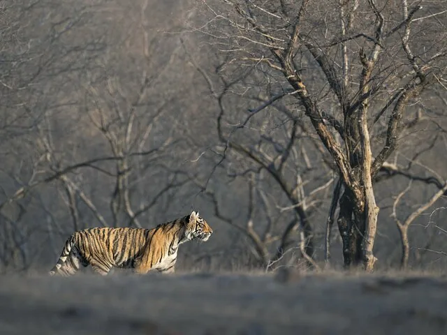 A tiger walking through a dry, wooded landscape in Ranthambore National Park.