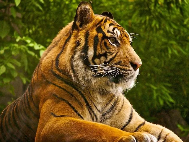 Close-up profile of a Bengal tiger resting against a backdrop of green foliage.