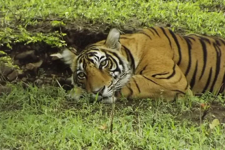 A tiger lying down in green grass near a small dirt bank.