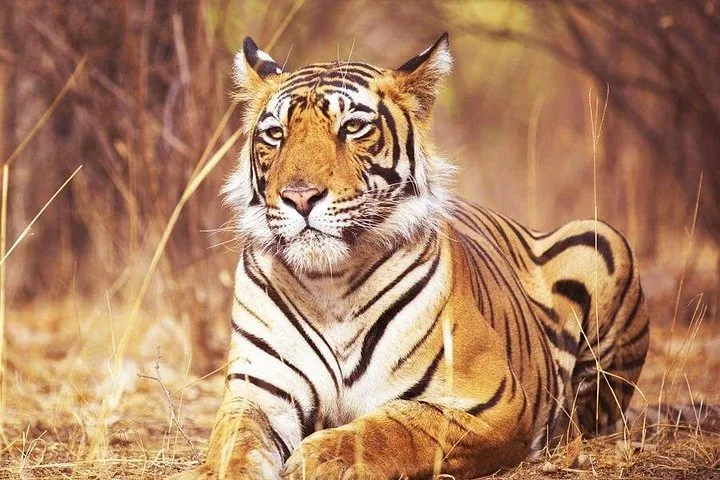 Close-up of a tiger resting in tall dry grass in the wild.