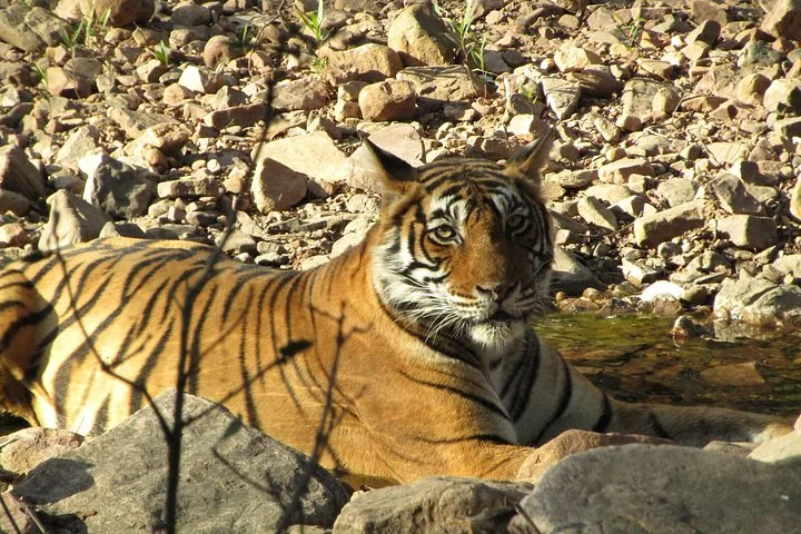 A tiger resting near a small pool of water among rocks.