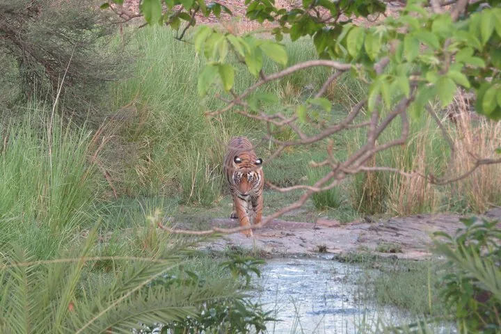 A tiger walks towards the camera through tall grass and vegetation.