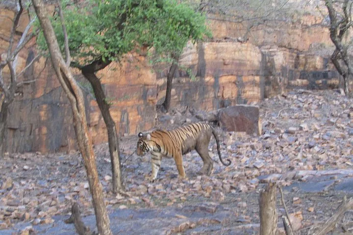 A tiger walking across rocky terrain with steep cliffs in the background.
