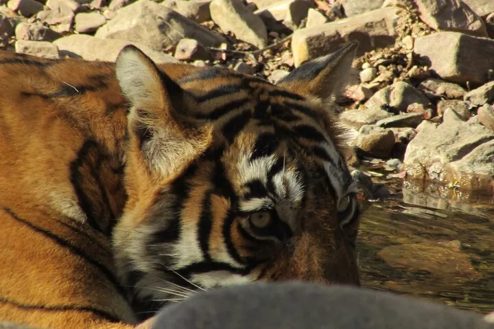 Close-up of a tiger's head as it rests near a rocky stream.