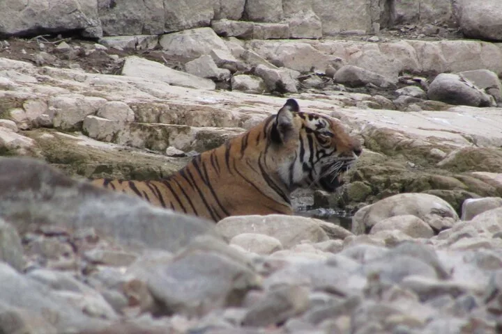 A tiger partially submerged in water, surrounded by light-colored rocks.