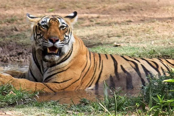 A Bengal tiger lying in shallow muddy water, looking directly at the camera.