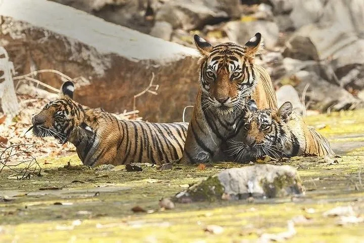 A female Bengal tiger and her two cubs relaxing in a shallow stream.