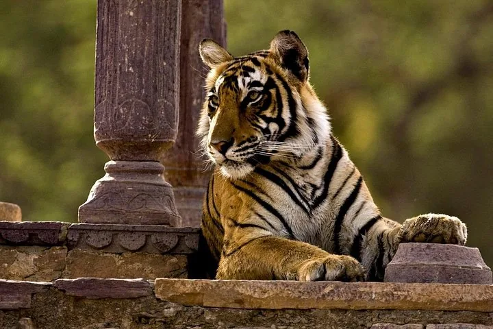 A Bengal tiger resting on a stone structure next to an ornate pillar.