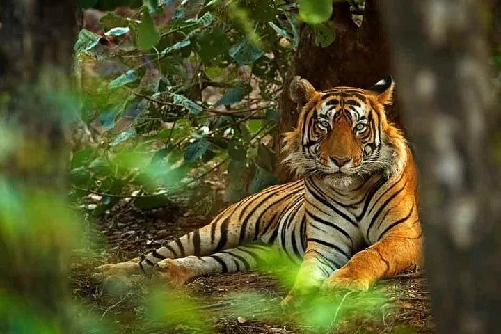 A Bengal tiger lying down in a forest clearing, surrounded by green foliage.