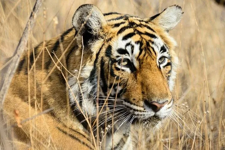 Close-up portrait of a Bengal tiger partially hidden among tall, dry grass.
